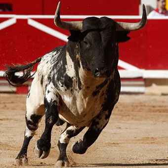 Toro-lidiado-en-Pamplona